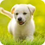 puppy wallpapers 4k android application logo